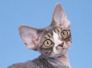 SandSilk Angelique Devon rex cat Blue Classic Tabby White.More information and pictures